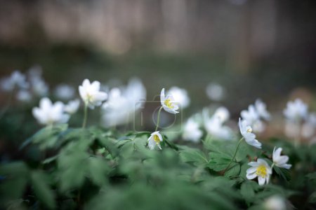 Spring forest with White Anemona flowers close up. Macro nature photography