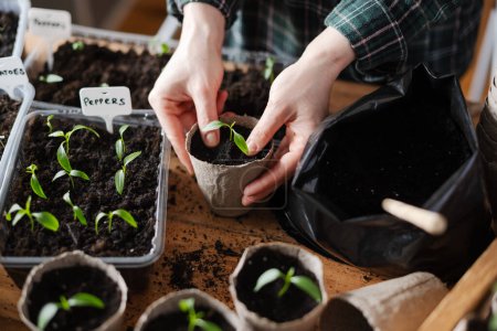 Téléchargez les photos : Un agriculteur transplante des plants de piment dans des tasses de tourbe. Préparation des plantes pour la culture en pleine terre. Concept de jardinage à domicile - en image libre de droit