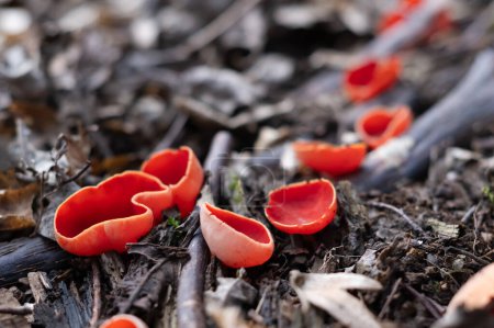 Beautiful macro shot of edible spring mushrooms scarlet elf cup Sarcoscypha coccinea in the spring forest. Nature macro photography