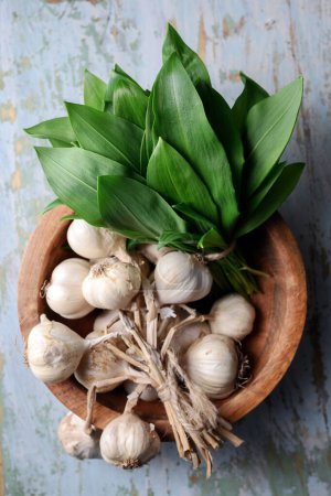 Photo for Top view on bunch of fresh bears wild garlic leaves with garlic bulbs on wooden plate close up. Food photography - Royalty Free Image