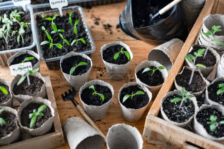 Téléchargez les photos : Semis de tomates et de poivre dans des tasses de tourbe. Préparation des plantes pour la culture en pleine terre. Concept de jardinage à domicile - en image libre de droit