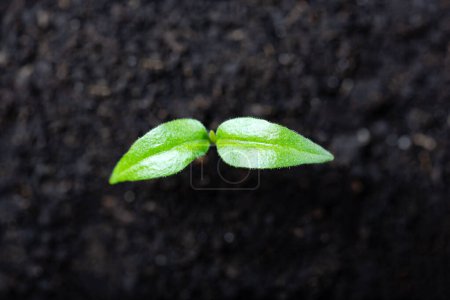 Photo for Pepper seedling in a peat cup close up. Preparing plants for growing in open ground. Home gardening concept - Royalty Free Image