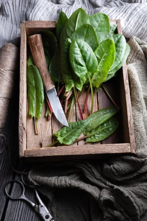 Photo for Fresh organic sorrel leaves in wooden box with knife close up. Food photography - Royalty Free Image