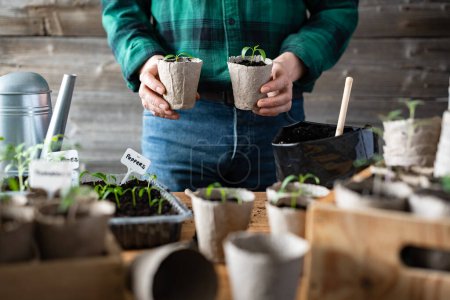 Téléchargez les photos : Fermier tenant deux tasses de tourbe avec des semis. Préparation des plantes pour la culture en pleine terre. Concept de jardinage à domicile - en image libre de droit