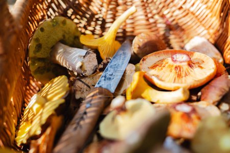 Photo for Close up of different edible mushrooms with knife in basket. Porcini, Chanterelle. Saffron mushroom. Collecting mushrooms in forest - Royalty Free Image