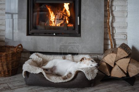 Photo for A Jack Russell Terrier dog sleeps on a rug next to a blazing fireplace. Hygge concept - Royalty Free Image