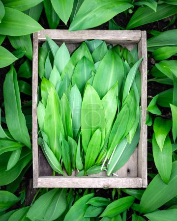 Photo for Wooden box with bunch of fresh bears wild garlic in spring forest close up - Royalty Free Image