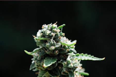 Foto de Inflorescencia madura de marihuana medicinal sobre fondo oscuro. Brote floreciente de cannabis. Concepto de cultivo de cannabis medicinal. Macro tiro - Imagen libre de derechos