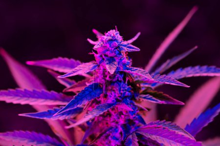 Photo for Macro shot of ripe cannabis bud with a purple pink light on indoor farm. Medical cannabis growing concept - Royalty Free Image