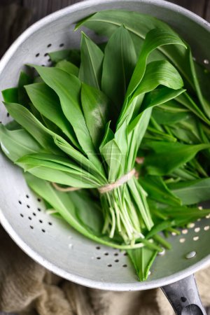 Photo for Lush green leaves of bears wild garlic bunch in metal colander close up. Food photography - Royalty Free Image