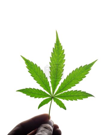 Téléchargez les photos : Feuille de cannabis marijuana à la main isolée sur blanc. Concept de culture de marijuana médicale - en image libre de droit