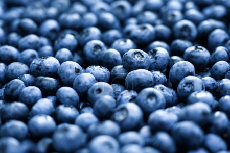 Photo for Heap of fresh sweet blueberry berries closeup. Food photography - Royalty Free Image