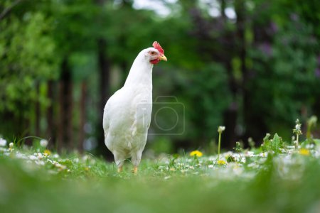 Téléchargez les photos : Libre jeu blanc de poulet levain race dans le jardin d'été. Photographie animale - en image libre de droit