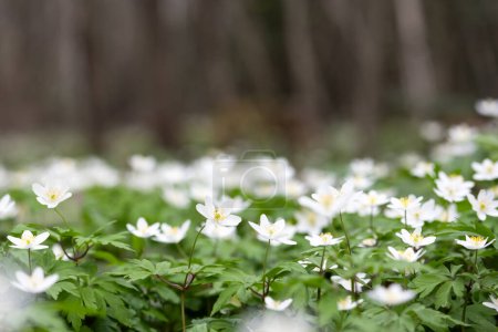 Foto de Bosque prado cubierto por florecimiento anémona blanca Primerose Nemorosa flores - Imagen libre de derechos