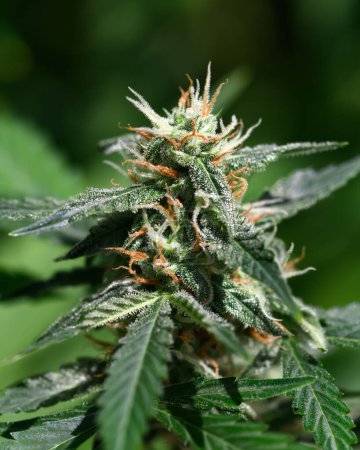 Téléchargez les photos : Floraison du bourgeon de cannabis avec trichomes orange mûr fermer. Concept de culture du cannabis médical - en image libre de droit