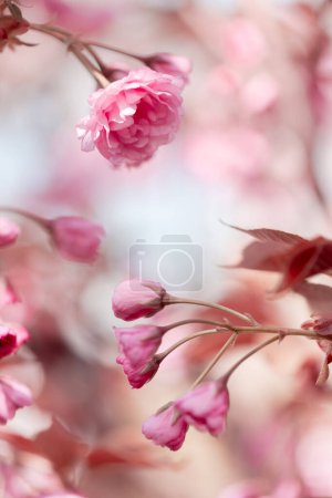 Téléchargez les photos : Fond floral de fleurs de sakura avec des bourgeons non ouverts et de délicats pétales de couleur rose pastel - en image libre de droit
