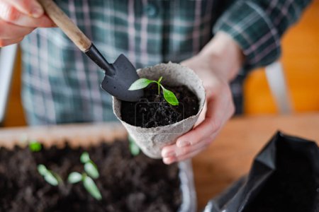 Téléchargez les photos : Un agriculteur transplante des plants de tomate et de poivre dans des tasses de tourbe. Préparation des plantes pour la culture en pleine terre. Concept de jardinage à domicile - en image libre de droit