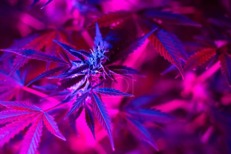 Photo for Bush of cannabis marijuana with a purple pink light on indoor farm. Medical cannabis growing concept - Royalty Free Image