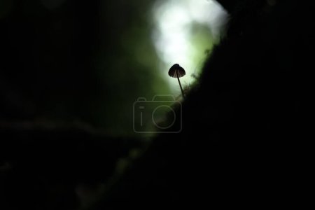 Téléchargez les photos : Beau cliché minimaliste de champignon unique en forêt sombre. macro photographie nature - en image libre de droit