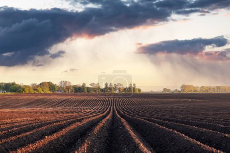 Téléchargez les photos : Champ agricole avec des rangées paires et l'arrosage des nuages pluvieux sur fond. Concept d'agriculture printanière - en image libre de droit