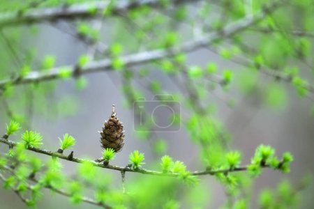 Téléchargez les photos : Un cône de mélèze sur une branche, entouré de jeunes aiguilles vertes. Contexte naturel - en image libre de droit