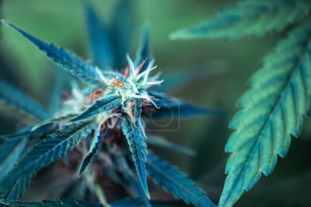 Photo for Flowering cannabis bud with lush green leaves and ripe orange trichomes close up. Medical cannabis growing concept - Royalty Free Image