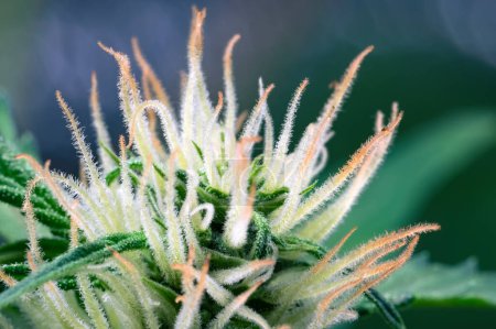 Photo for Hairy trichomes of flowering cannabis indica sativa bud close up. Medical marijuana growing concept. Macro shot - Royalty Free Image
