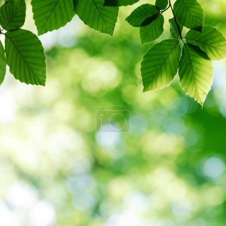Foto de Fondo natural de hojas de haya verde joven en bosque de primavera. Fondo natural para su proyecto - Imagen libre de derechos