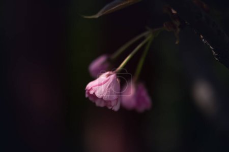 Téléchargez les photos : Macro shot de jeunes fleurs non ouvertes de sakura en arrière-plan de faible luminosité - en image libre de droit