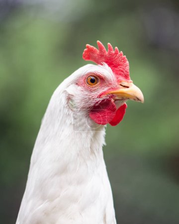 Foto de Retrato de crianza de pollos pollos blancos de gama libre en el jardín de verano. Aves agrícolas - Imagen libre de derechos