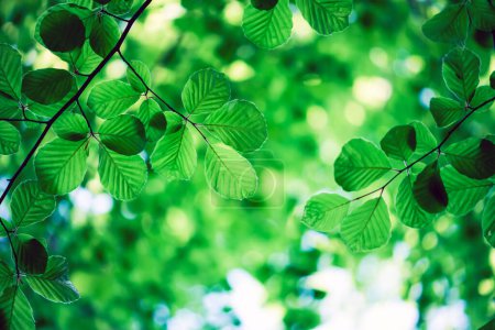 Foto de El follaje esmeralda de hayas florece en el bosque de verano, formando un dosel verde arriba. Fondo de naturaleza - Imagen libre de derechos