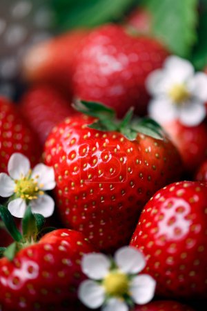 Foto de Fresh ripe red strawberry with flowers and green leaves, close-up. Food macro photography - Imagen libre de derechos