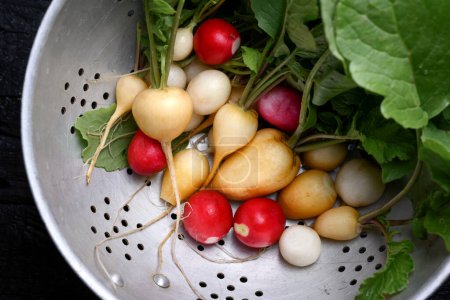 Photo for Fresh farm organic garden different color radish in a steel colander. Top view, close-up - Royalty Free Image