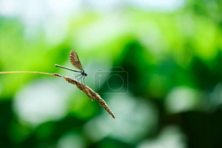Foto de Una libélula verde se sienta sobre una brizna de hierba sobre el agua. Fotografía macro naturaleza - Imagen libre de derechos