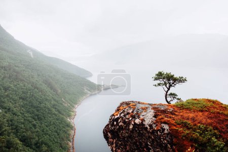 Nebelschwaden auf einem einsamen Baum, der auf einer Klippe über dem Tingvollfjord Vettamyra wächst, More og Romsdal County, Norwegen
