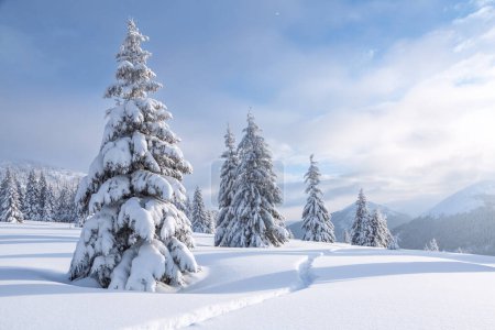 Zimowy las. Ścieżka prowadząca do drzew pokrytych białym śniegiem. Krajobraz gór. Tapeta w tle. Lokalizacja miejsce Karpaty, Ukraina, Europa.