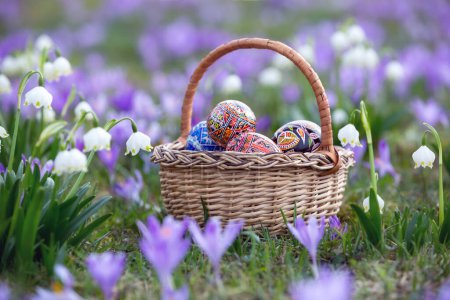 Téléchargez les photos : Un panier en osier avec des œufs de Pâques se dresse sur une pelouse couverte de fleurs violettes et blanches. Majestueux fond d'écran nature avec fleur de forêt. Printemps floral. - en image libre de droit