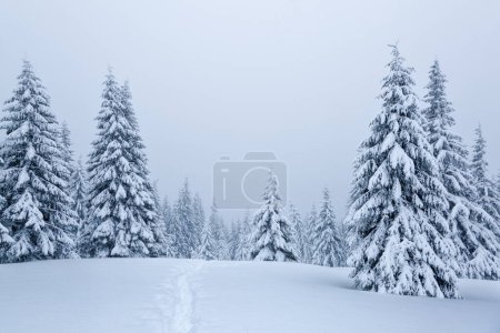 Téléchargez les photos : Foggy forest. Photo monochrome. Paysage de haute montagne avec neige et arbre. Vue aérienne. Fond d'écran. Paysages naturels. Lieu du lieu Carpates, Ukraine, Europe - en image libre de droit
