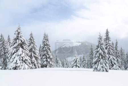 Téléchargez les photos : Paysage le jour d'hiver. Forest. Pelouse couverte de neige. Arbres à feuilles persistantes dans les flots de neige. Pays des merveilles de Noël. Fond d'écran enneigé. Paysage naturel. Lieu du lieu Carpates, Ukraine, Europe - en image libre de droit