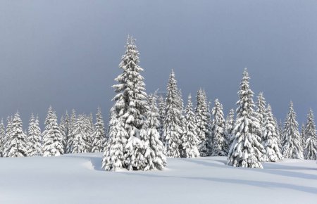 Foto de Bosque de invierno panorámico. Césped y árboles cubiertos de nieve blanca. Paisaje de montañas. Fondo de pantalla. Lugar de ubicación Cárpatos, Ucrania, Europa. - Imagen libre de derechos