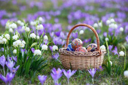 Photo for Spring flowers are crocuses and snowdrops. A wicker basket with Easter eggs stands on a lawn covered in purple and white flowers. Majestic nature wallpaper with forest flower. Flower spring. - Royalty Free Image