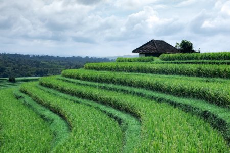Téléchargez les photos : Paysage de la journée ensoleillée avec terrasses de riz vert près du village de Tegallalang, Bali, Indonésie. Spectaculaires rizières. Jardin avec de grands palmiers. Lieu de détente romantique. - en image libre de droit