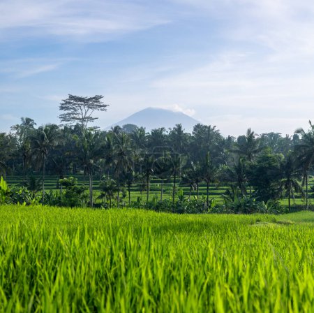 Téléchargez les photos : Paysage de la journée ensoleillée avec terrasses de riz vert près du village de Tegallalang, Bali, Indonésie. Spectaculaires rizières. Jardin avec de grands palmiers. Lieu de détente romantique. - en image libre de droit