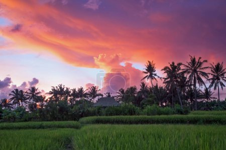Jardin avec cocotiers. Incroyable lever de soleil. Paysage avec prairie verte, Bali, Indonésie. Fond d'écran. Paysages naturels.