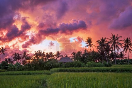 Jardin avec cocotiers. Incroyable lever de soleil. Paysage avec prairie verte, Bali, Indonésie. Fond d'écran. Paysages naturels.