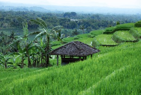 Téléchargez les photos : Gazebo en bois. Spectaculaires rizières. Forêt tropicale de coco. Paysage de la journée ensoleillée avec terrasses de riz vert près du village de Tegallalang, Bali, Indonésie. Jardin avec de grands palmiers. - en image libre de droit