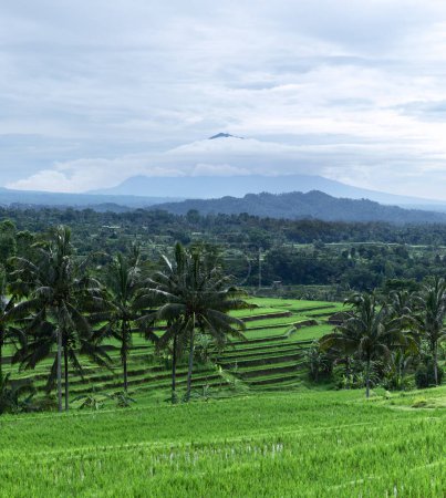 Paysage de la journée ensoleillée avec terrasses de riz vert près du village de Tegallalang, Bali, Indonésie. Spectaculaires rizières. Jardin avec de grands palmiers. Lieu de détente romantique.