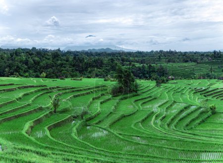 Téléchargez les photos : Spectaculaires rizières. Forêt tropicale de coco. Paysage de la journée ensoleillée avec terrasses de riz vert près du village de Tegallalang, Bali, Indonésie. Jardin avec de grands palmiers. - en image libre de droit