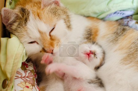 Téléchargez les photos : Bonne maman chat avec son chaton nouveau-né glissent - en image libre de droit