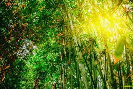 Téléchargez les photos : Beau paysage sauvage de forêt de bambous à la lumière du soleil. Image horizontale. - en image libre de droit